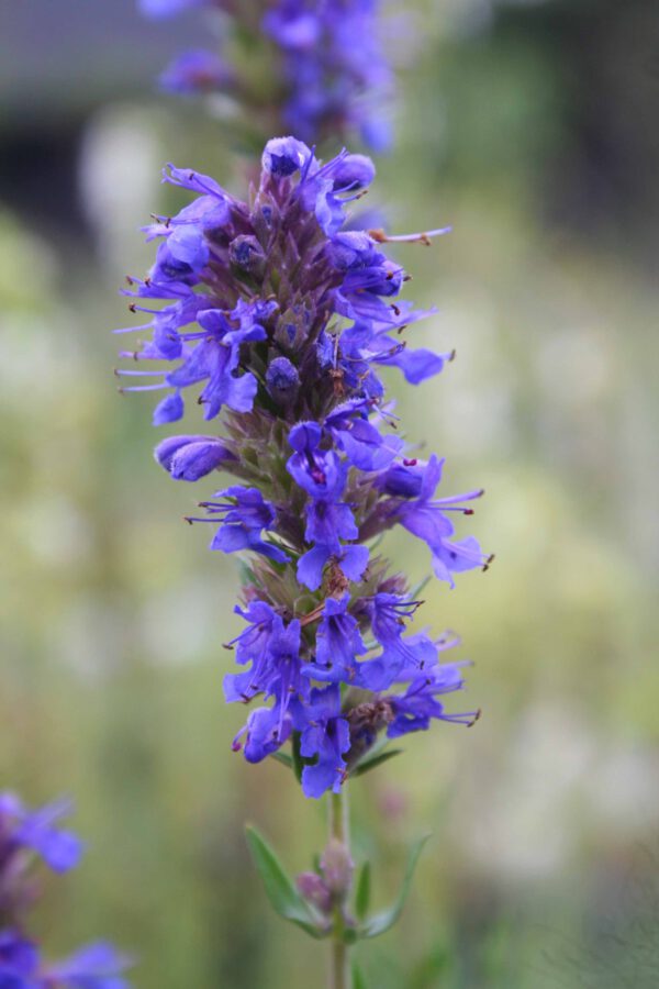 Hyssopus officinalis ssp. aristatus - Zwerg-Ysop