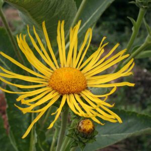 Inula helenium - Echter Alant