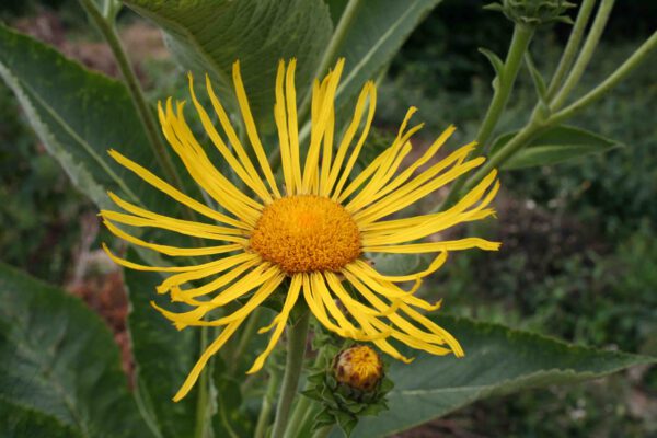 Inula helenium - Echter Alant