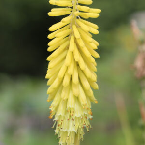 Kniphofia citrina