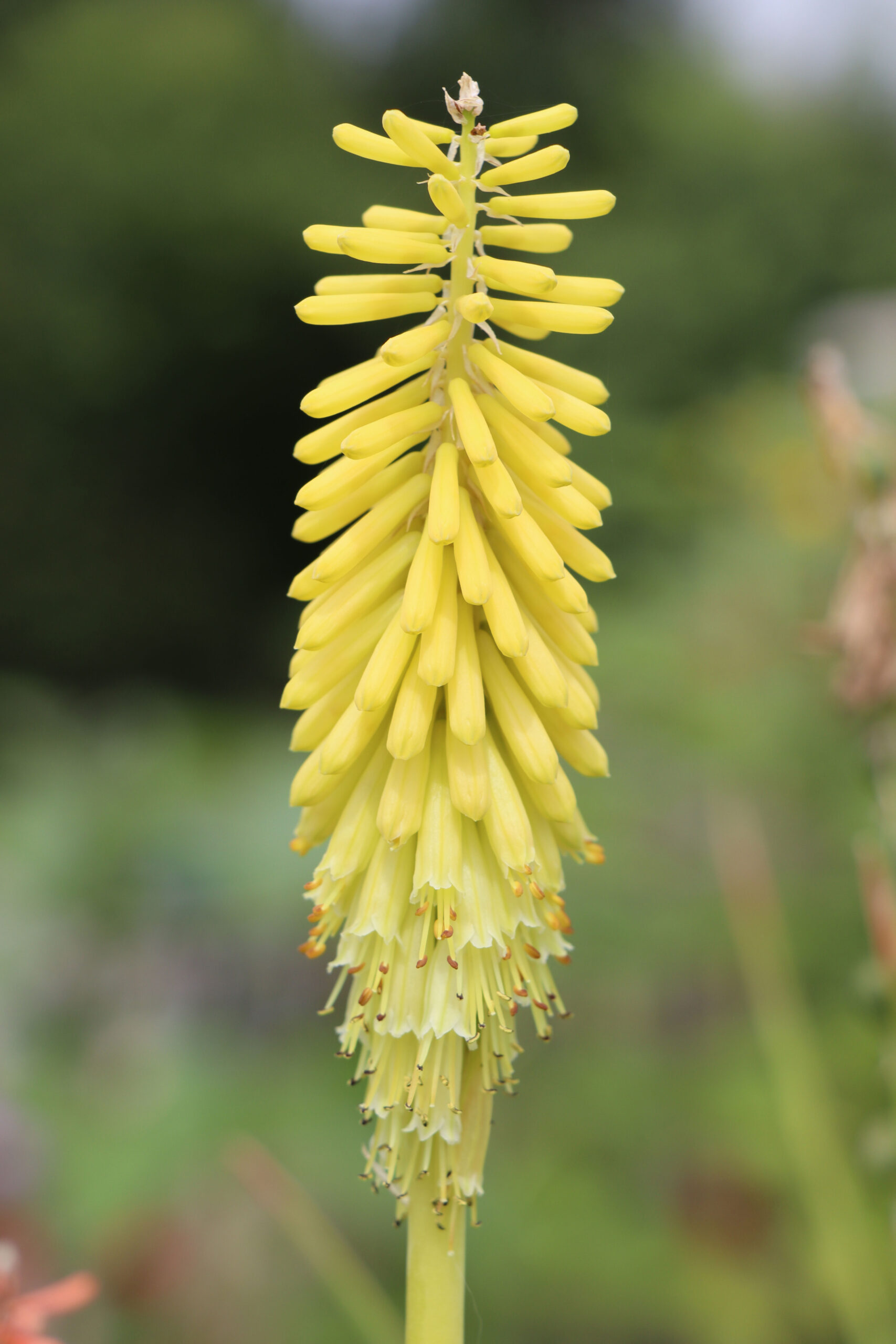 Kniphofia citrina Gelbblühende Fackellilie Gärtnerei Moos