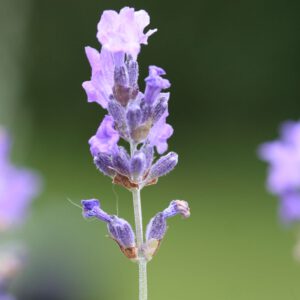 Lavandula angustifolia 'Dwarf Blue' - Lavendel 'Dwarf Blue'