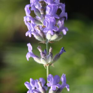 Lavandula angustifolia 'Middachten' - Lavendel 'Middachten