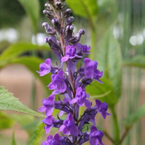 Linaria purpurea - Purpurblütiges Leinkraut