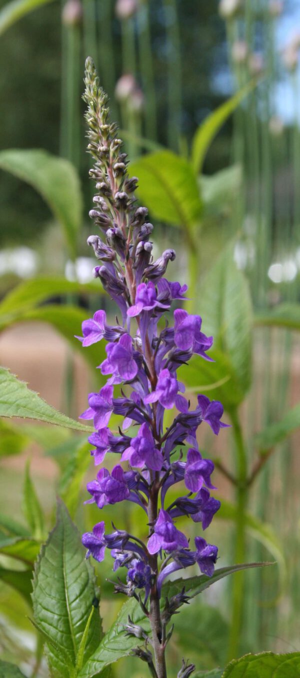 Linaria purpurea - Purpurblütiges Leinkraut