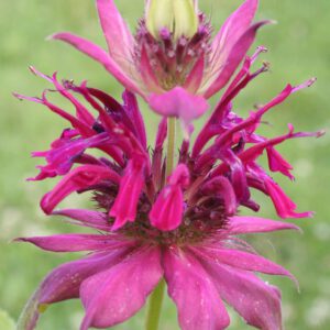 Monarda fistulosa 'Amazone' - Indianernessel 'Amazone'