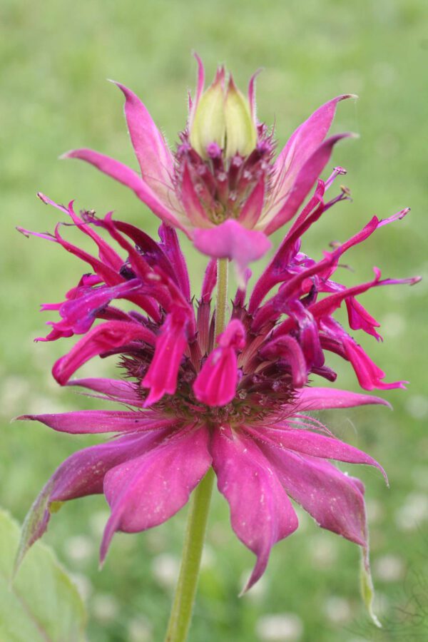 Monarda fistulosa 'Amazone' - Indianernessel 'Amazone'