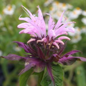 Monarda fistulosa 'Beauty of Cobham' - Indianernessel 'Beauty of Cobham'
