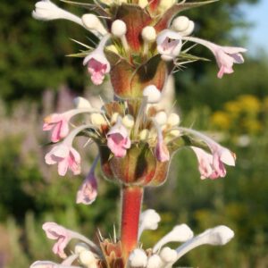 Morina longifolia - Elfendistel