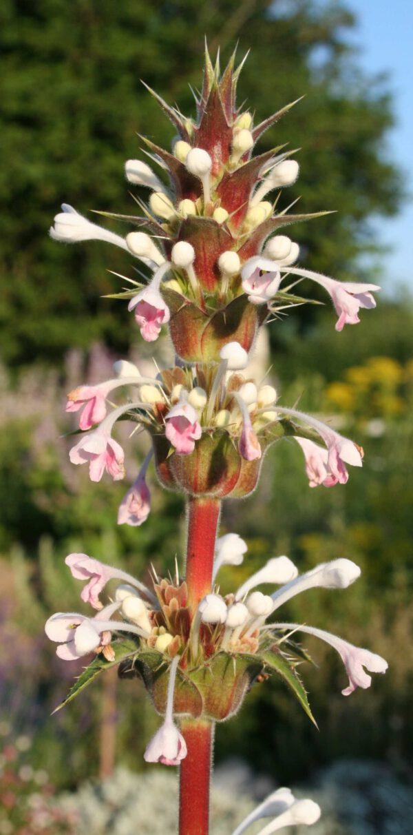 Morina longifolia - Elfendistel