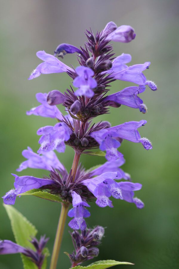 Nepeta kubanica - Kaukasische-/ Großblütige Katzenminze