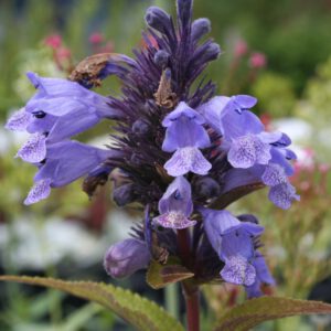 Nepeta subsessilis 'Blue Dreams' - Japanische Katzenminze 'Blue Dreams'