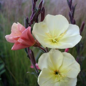 Oenothera odorata 'Sulphurea' - Duftende Nachtkerze 'Sulphurea'