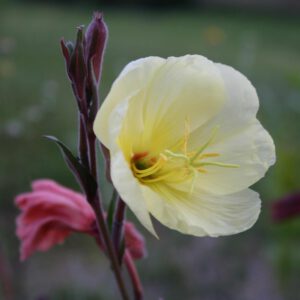 Oenothera odorata 'Sulphurea' - Duftende Nachtkerze 'Sulphurea'