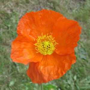Papaver nudicaule 'Gartenzwerg' - Island-Mohn