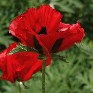 Papaver 'Beauty of Livermeer' - Orientalischer Mohn 'Beauty of Livermere'