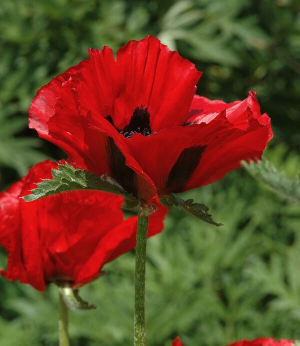 Papaver 'Beauty of Livermeer' - Orientalischer Mohn 'Beauty of Livermere'