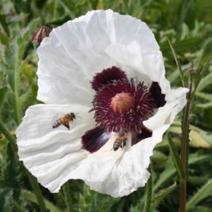 Papaver orientale  ‘Royal Wedding’ - Orientalischer Garten-Mohn ‘Royal Wedding’