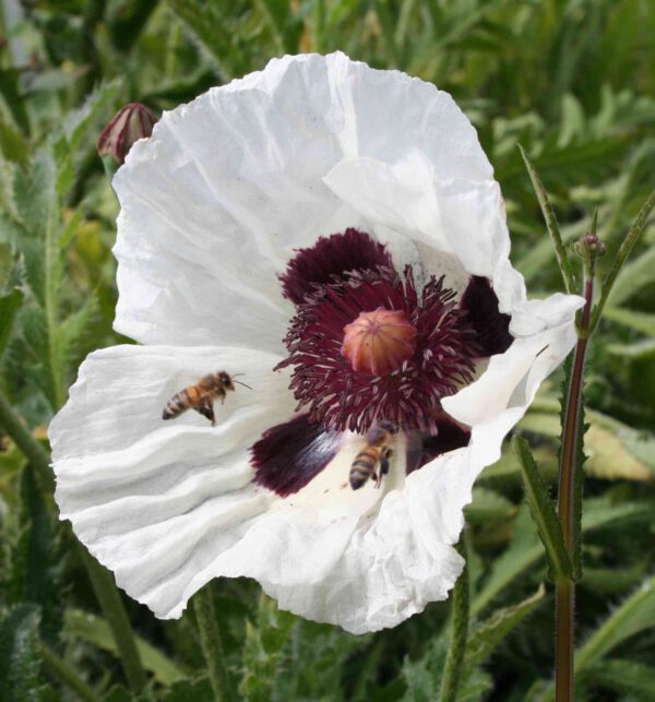 Papaver orientale  ‘Royal Wedding’ - Orientalischer Garten-Mohn ‘Royal Wedding’