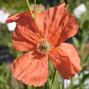 Papaver triniifolium - Anatolischer Mohn