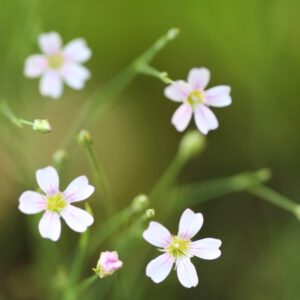 Petrorhagia saxifraga - Steinbrech-Felsennelke