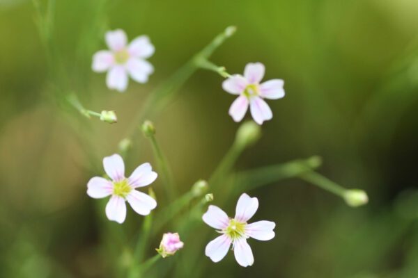 Petrorhagia saxifraga - Steinbrech-Felsennelke