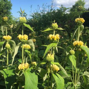 Phlomis russeliana - Syrisches Brandkraut