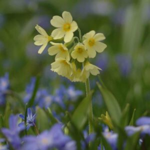 Primula elatior - Hohe Schlüsselblume