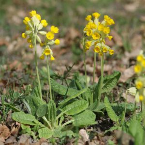 Primula veris - Echte Schlüsselblume