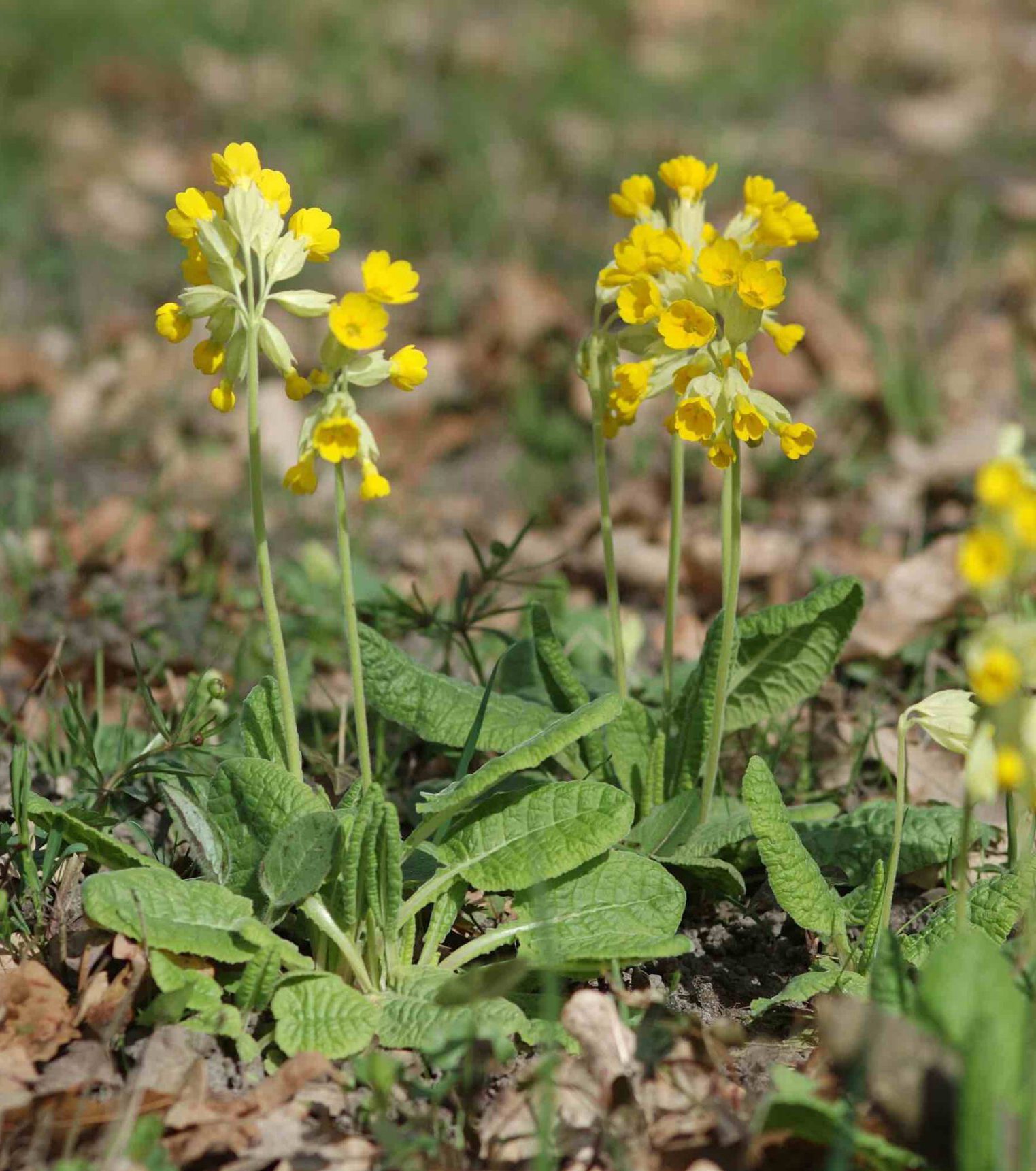 Primula veris - Echte Schlüsselblume