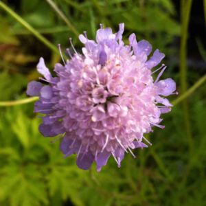 Scabiosa columbaria - Tauben-Skabiose