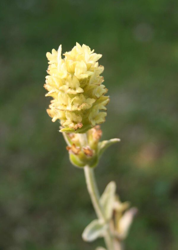 Siderites syriaca - Griechischer Bergtee