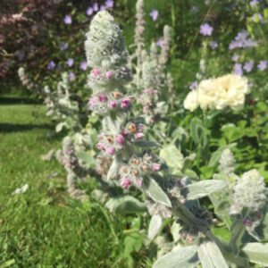 Stachys byzantina
