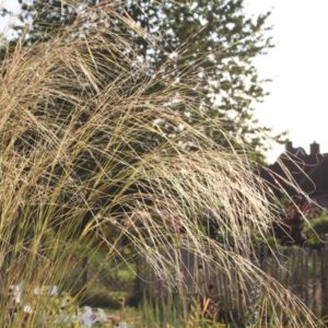 Stipa capillata