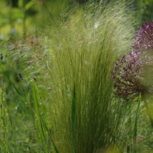 Stipa tenuissima