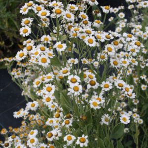Tanacetum balsamita
