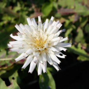 Taraxacum albidum