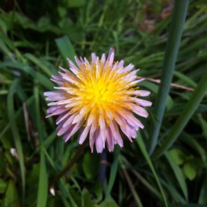 Taraxacum pseudoroseum
