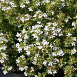 Thymus serpyllum 'Creeping White'