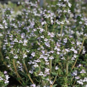 Thymus vulgaris 'Hohwachter Citrustraum'