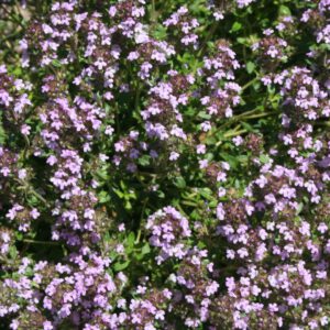 Thymus vulgaris 'Unser Thymian'-Thymian