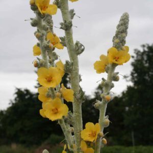 Verbascum bombyciferum - Seidige Königskerze