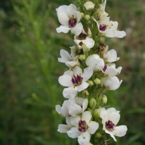 Verbascum chaixii f. album 'Wedding Candles' - Weiße Königskerze 'Wedding Candles'