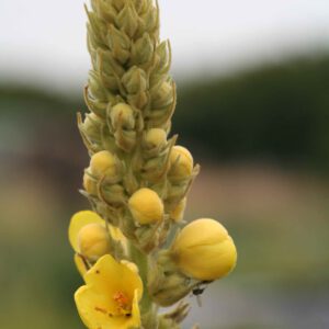 Verbascum densiflorum - Großblütige Königskerze
