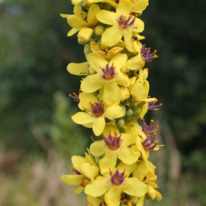 Verbascum nigrum - Schwarze Königskerze