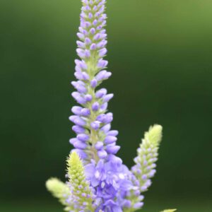 Veronica longifolia ‘Blaue Töne’ - Langblättriger-Ehrenpreis ‘Blaue Töne’