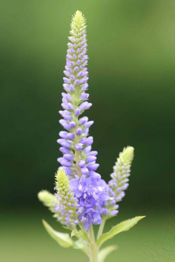 Veronica longifolia ‘Blaue Töne’ - Langblättriger-Ehrenpreis ‘Blaue Töne’