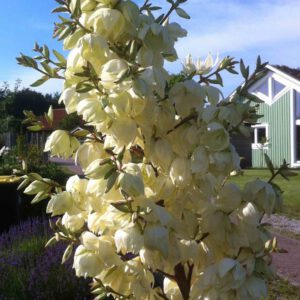 Yucca filamentosa - Fädige Palmlilie