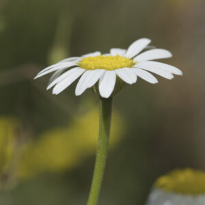 Anacyclus pyrethrum var. depressus - Atlas Ringblume / Marokkanische Kamille