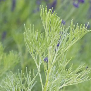 Artemisia abrotanum
